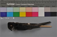 藏品(小雨燕)的圖片